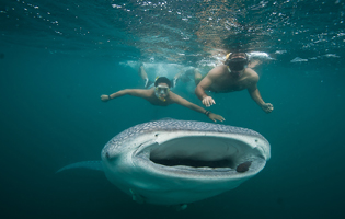 swimming with whale sharks cancun mexico isla mujeres